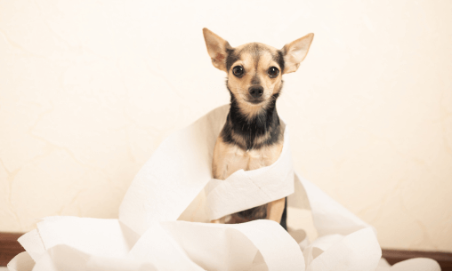 How to potty train a puppy