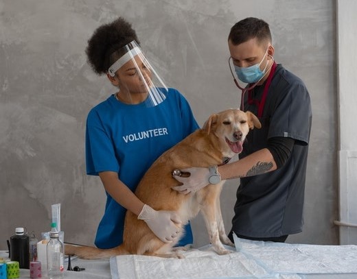 Animal Shelter Volunteer with a dog