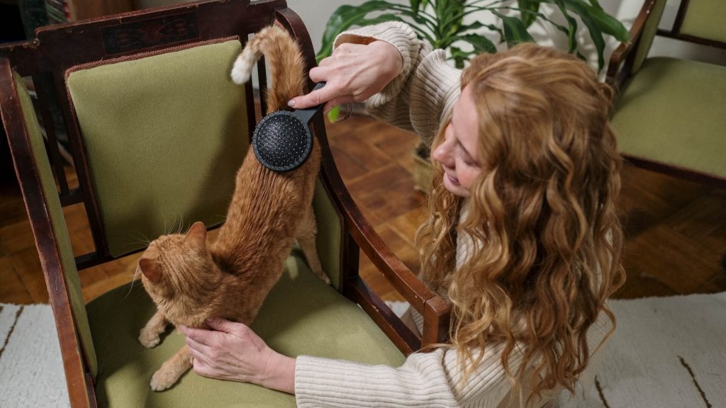 A cat undergoing a brushing session to keep its coat clean and tangle-free.