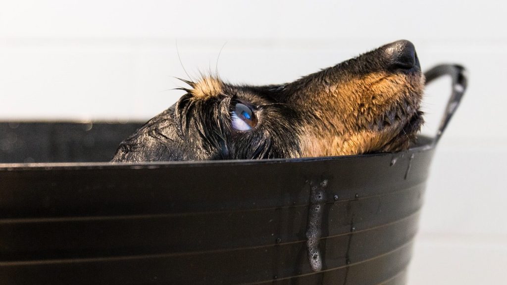 A dog getting a bath, showing the importance of pet hygiene and care.