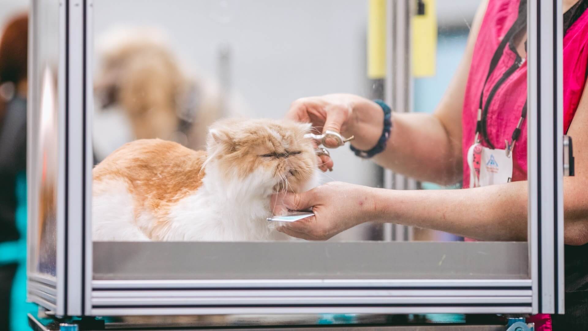 A contented cat receiving grooming services from a professional groomer.