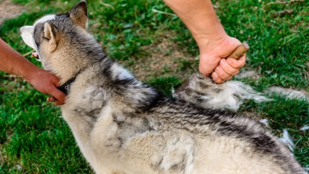 A husky dog enjoying a brushing session to maintain its fur's health and appearance.