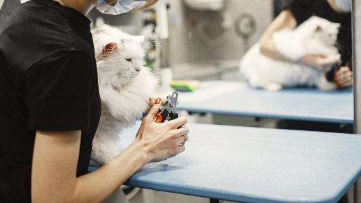A cat at the grooming salon having its nails trimmed for comfort and safety.