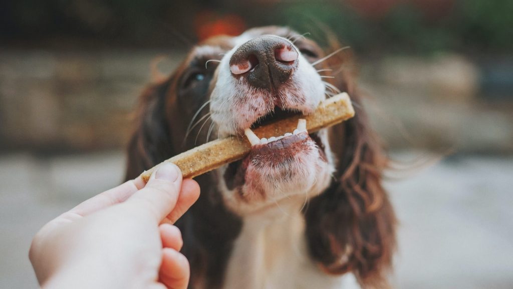 A person rewarding a dog with a treat, reinforcing positive behaviour.