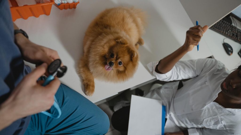 A dog at the veterinary clinic, receiving medical attention and care.